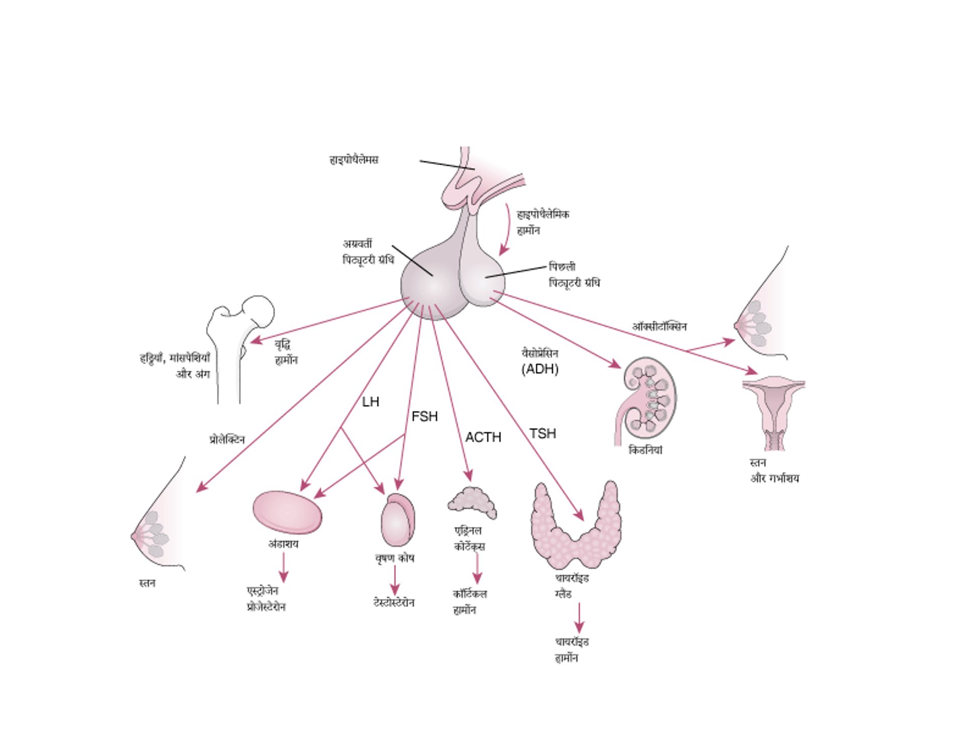 पिट्यूटरी और उसके लक्ष्य अंग