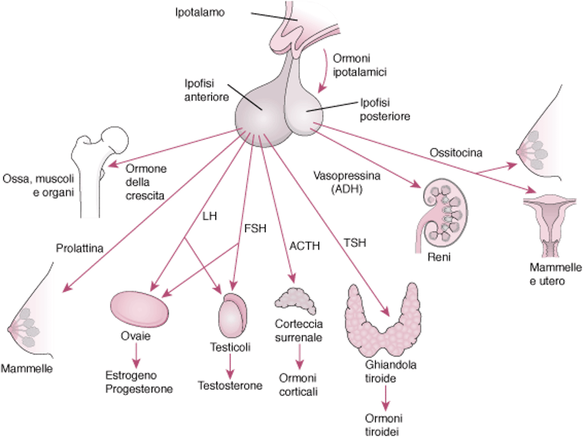 L’ipofisi e i suoi organi bersaglio