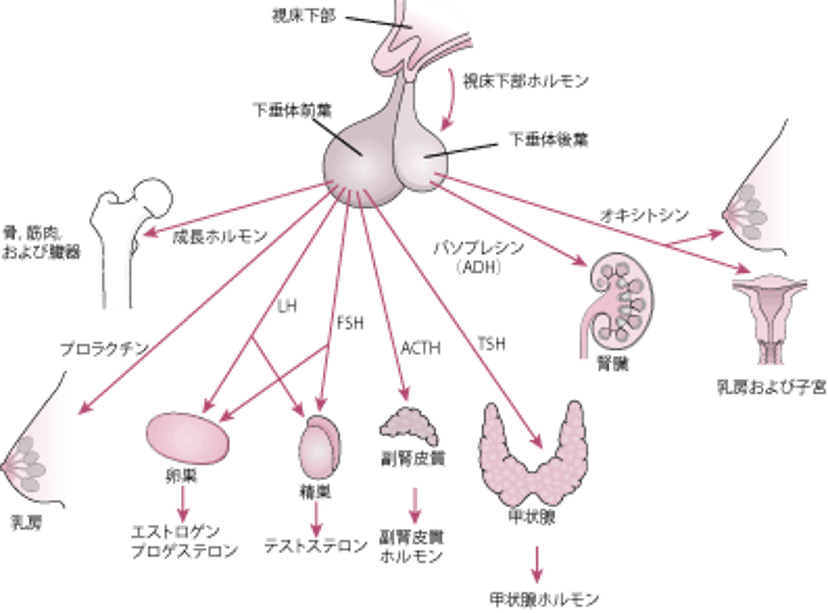 下垂体とその標的器官