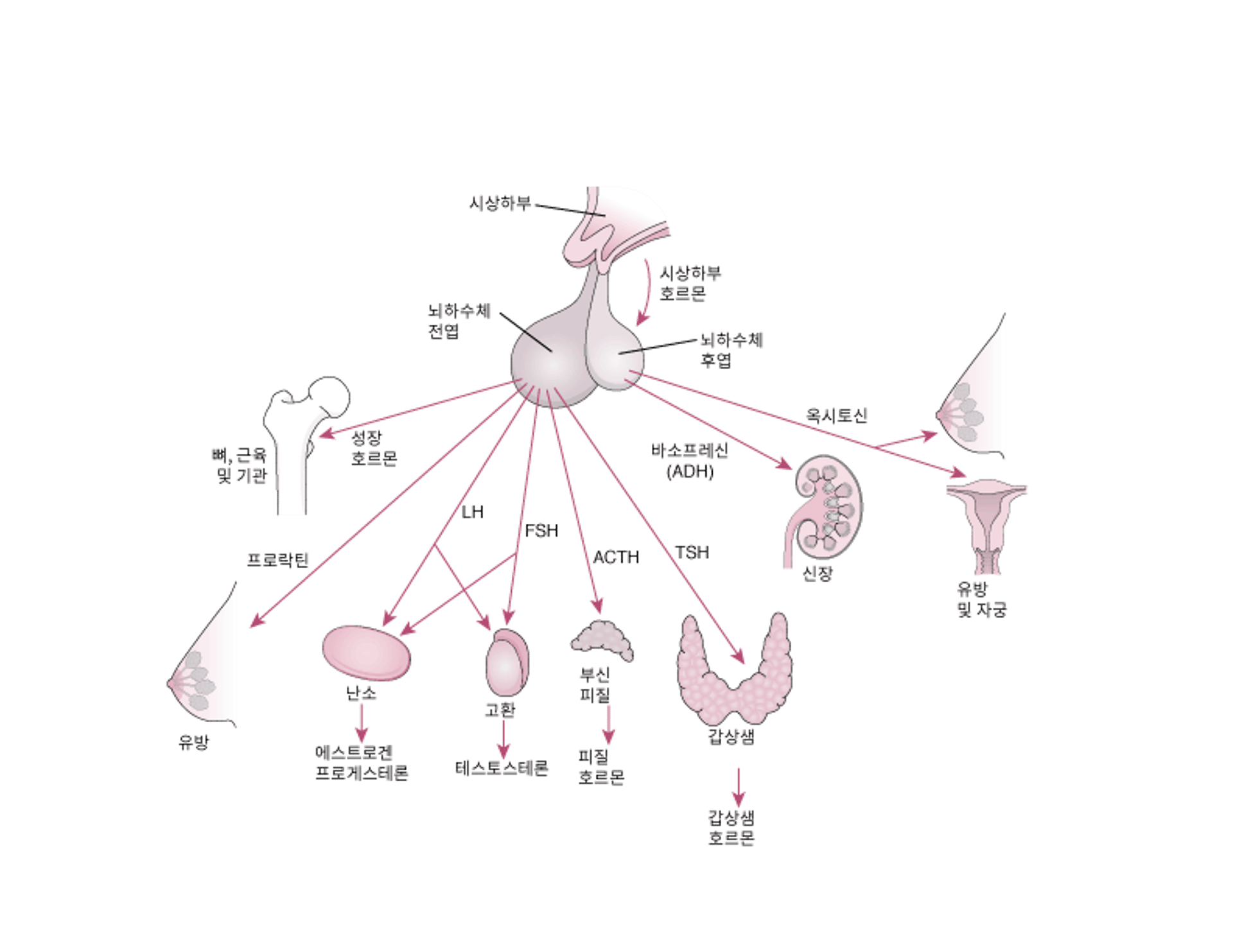뇌하수체 및 표적기관