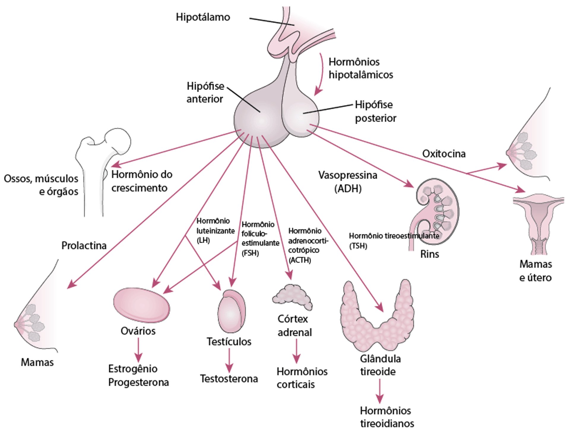 A hipófise e seus órgãos alvo