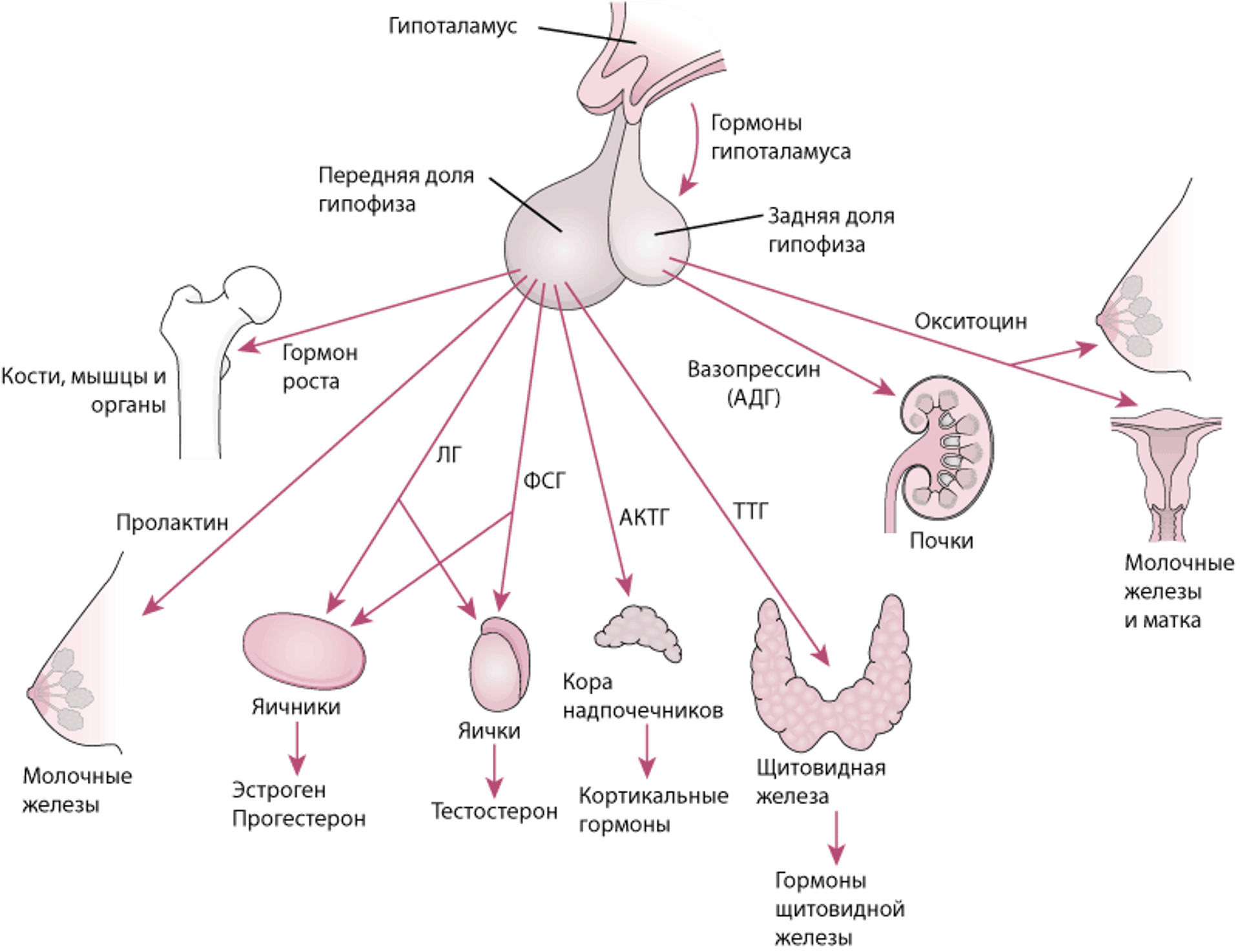 Гипофиз и его органы-мишени