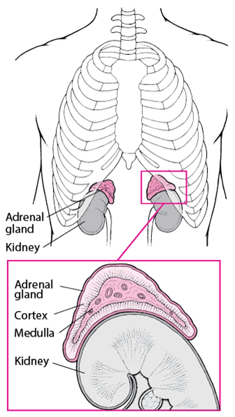 A Close Look at the Adrenal Glands