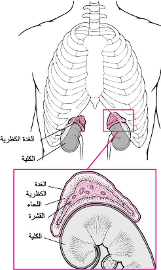 نظرة عن كثب على الغدتين الكظريتين