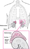 Die Nebennieren im Detail