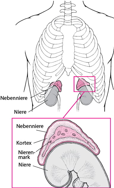 Imagedie Nebennieren Im Detail Msd Manual Ausgabe Für Patienten 5586