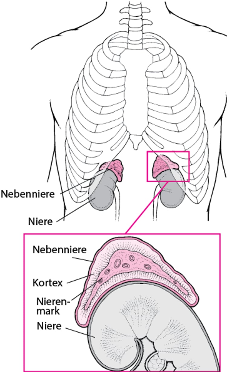 Die Nebennieren im Detail