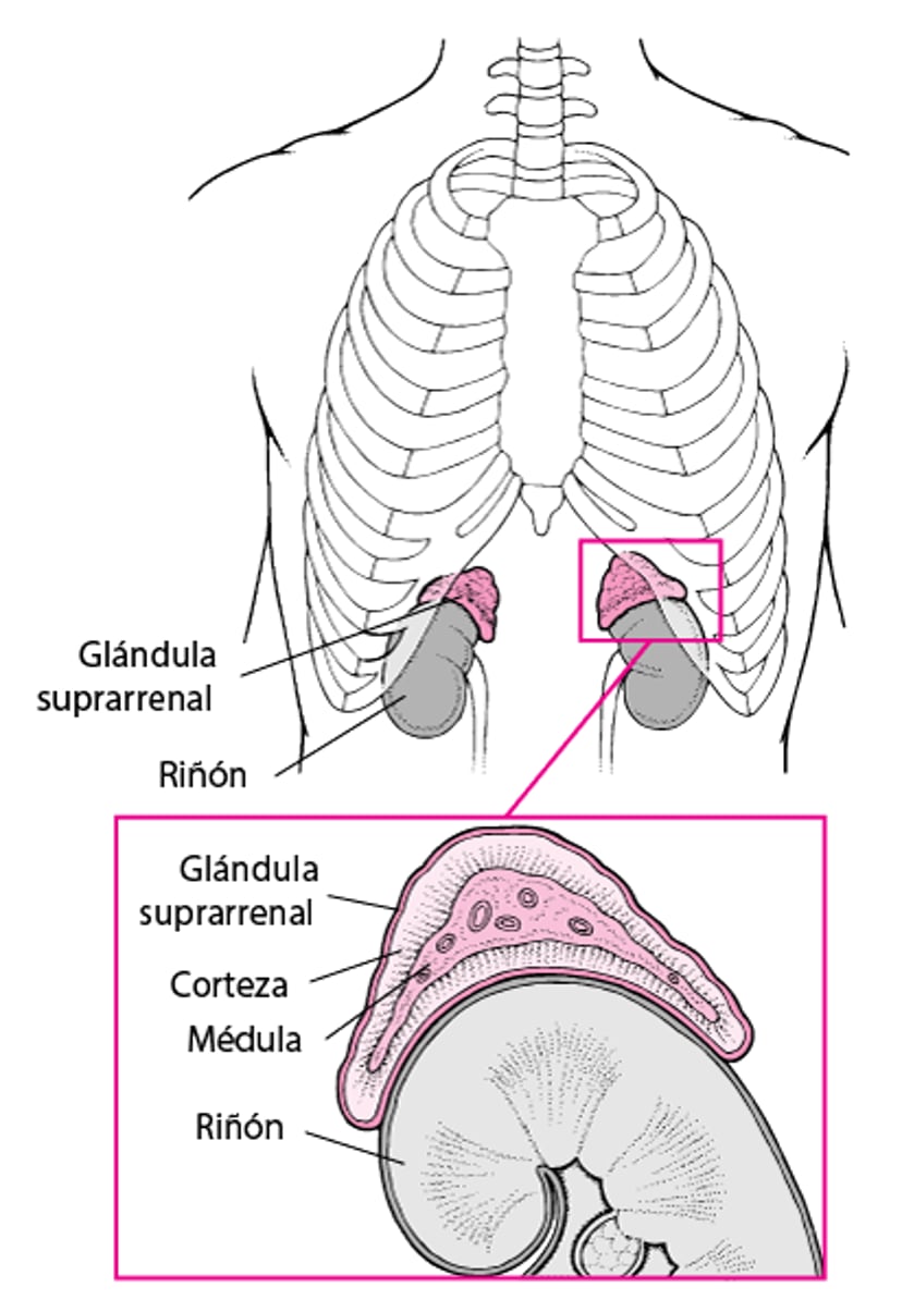 ¿Qué son las glándulas suprarrenales?