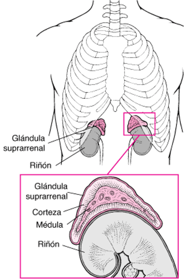 ¿Qué son las glándulas suprarrenales?