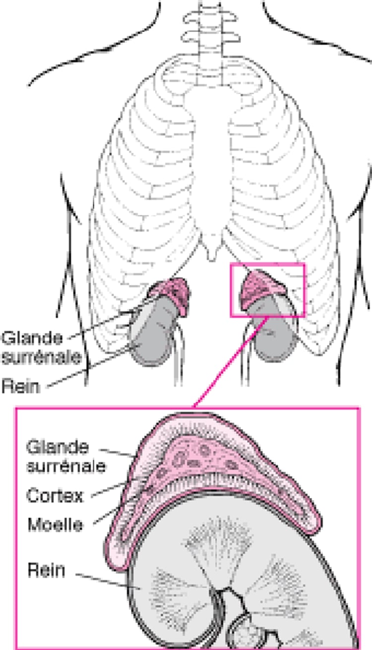 Zoom sur les glandes surrénales