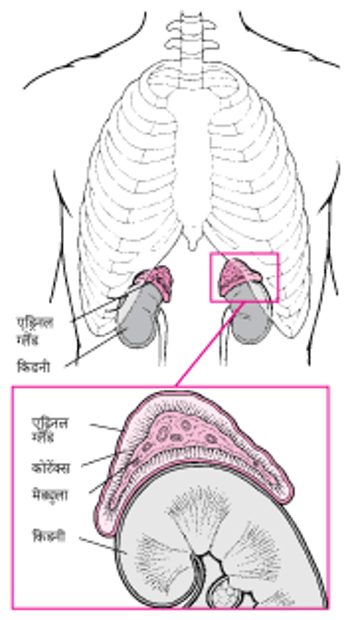 एड्रि‍नल ग्रंथियों पर करीबी नज़र