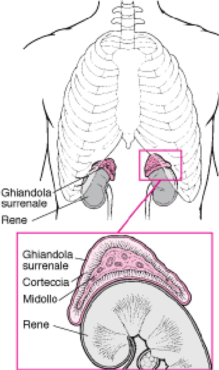 Uno sguardo alle ghiandole surrenali