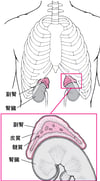 副腎ふくじんの拡大かくだい図ず