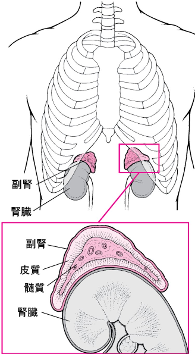 副腎ふくじんの拡大かくだい図ず