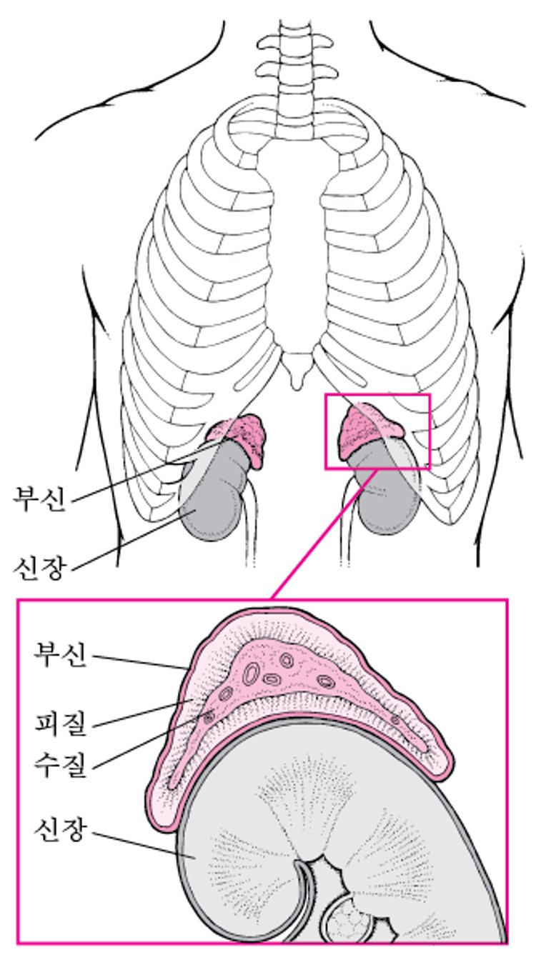 부신의 자세한 검토