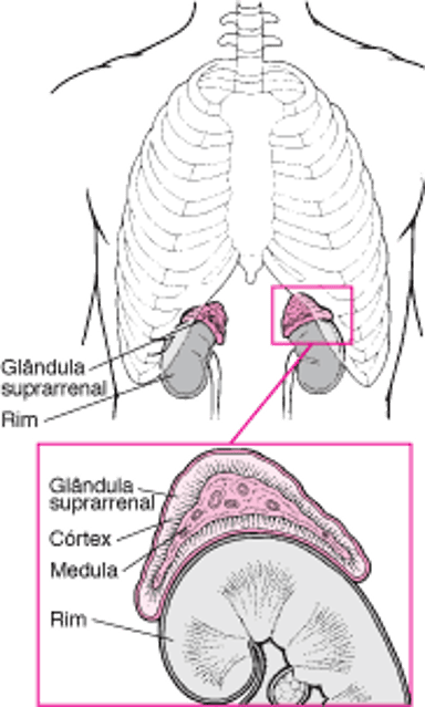 Uma visão detalhada das glândulas adrenais