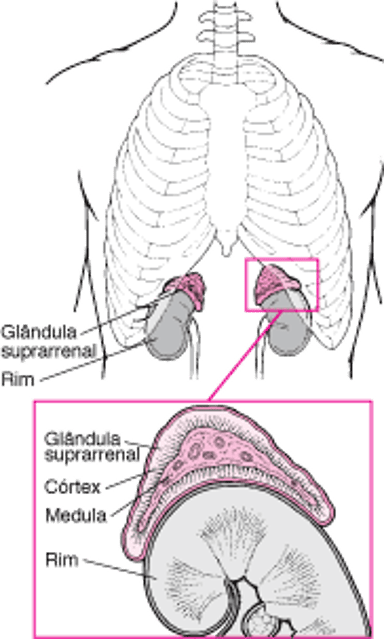 Uma visão detalhada das glândulas adrenais