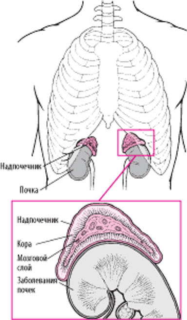 Подробное знакомство с надпочечниками