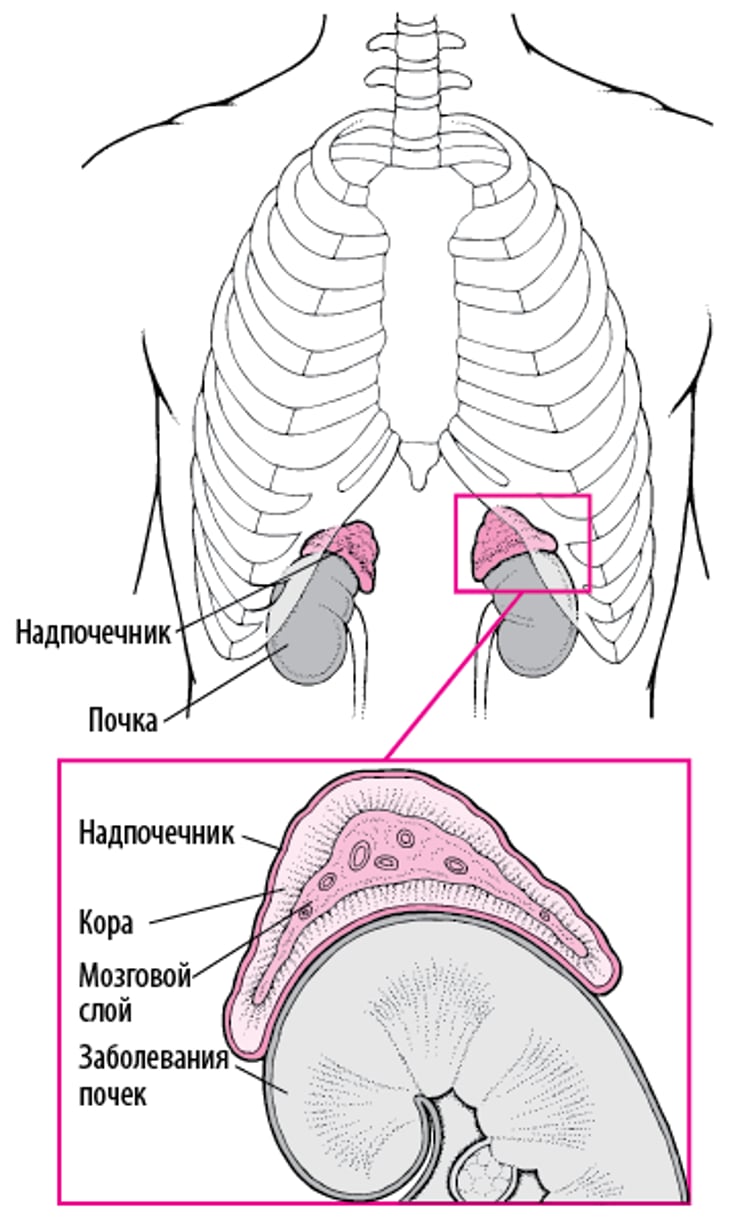 Подробное знакомство с надпочечниками