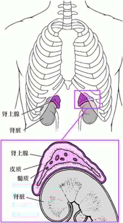 肾上腺近视图