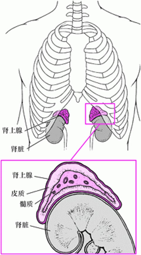 肾上腺近视图