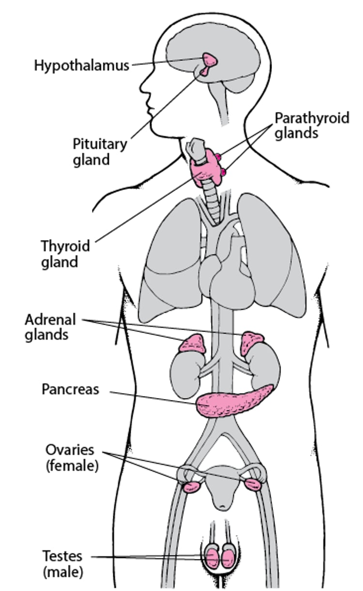 Major Endocrine Glands