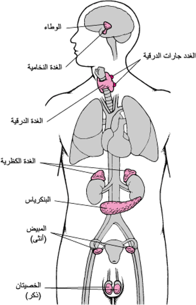 تحديد موضع الغُدَّة النخامية
