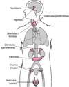 Glándulas endocrinas principales