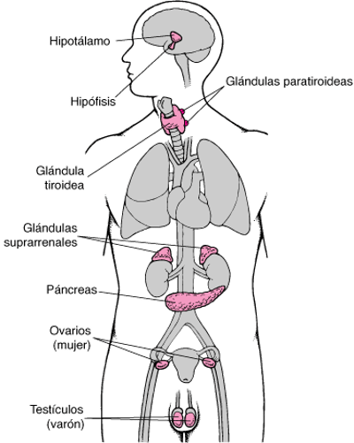 Glándulas endocrinas principales
