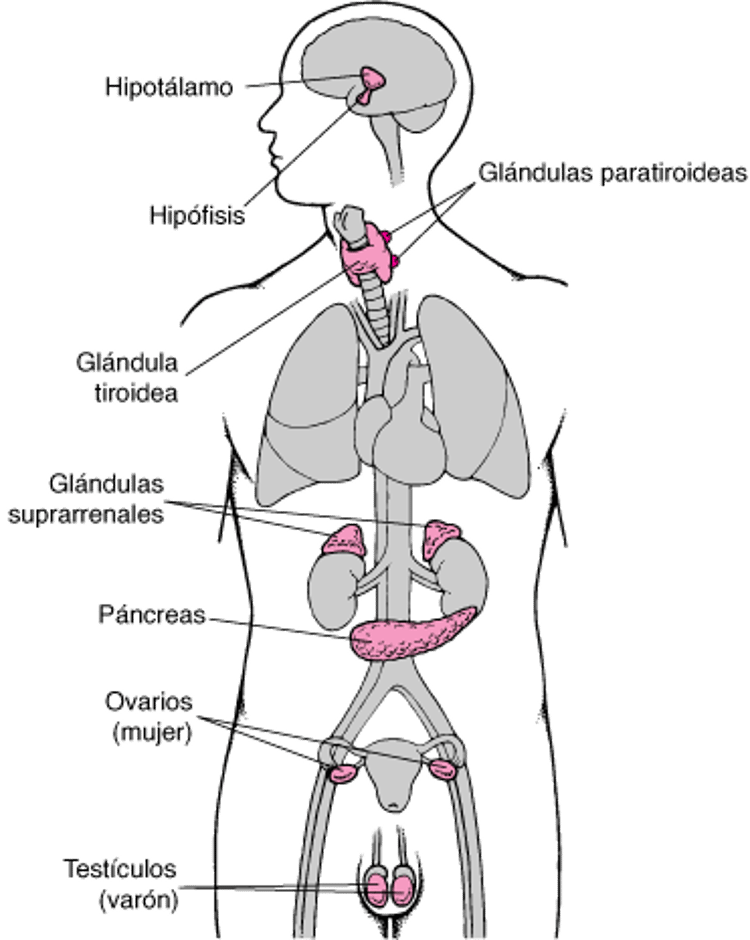 Glándulas endocrinas principales