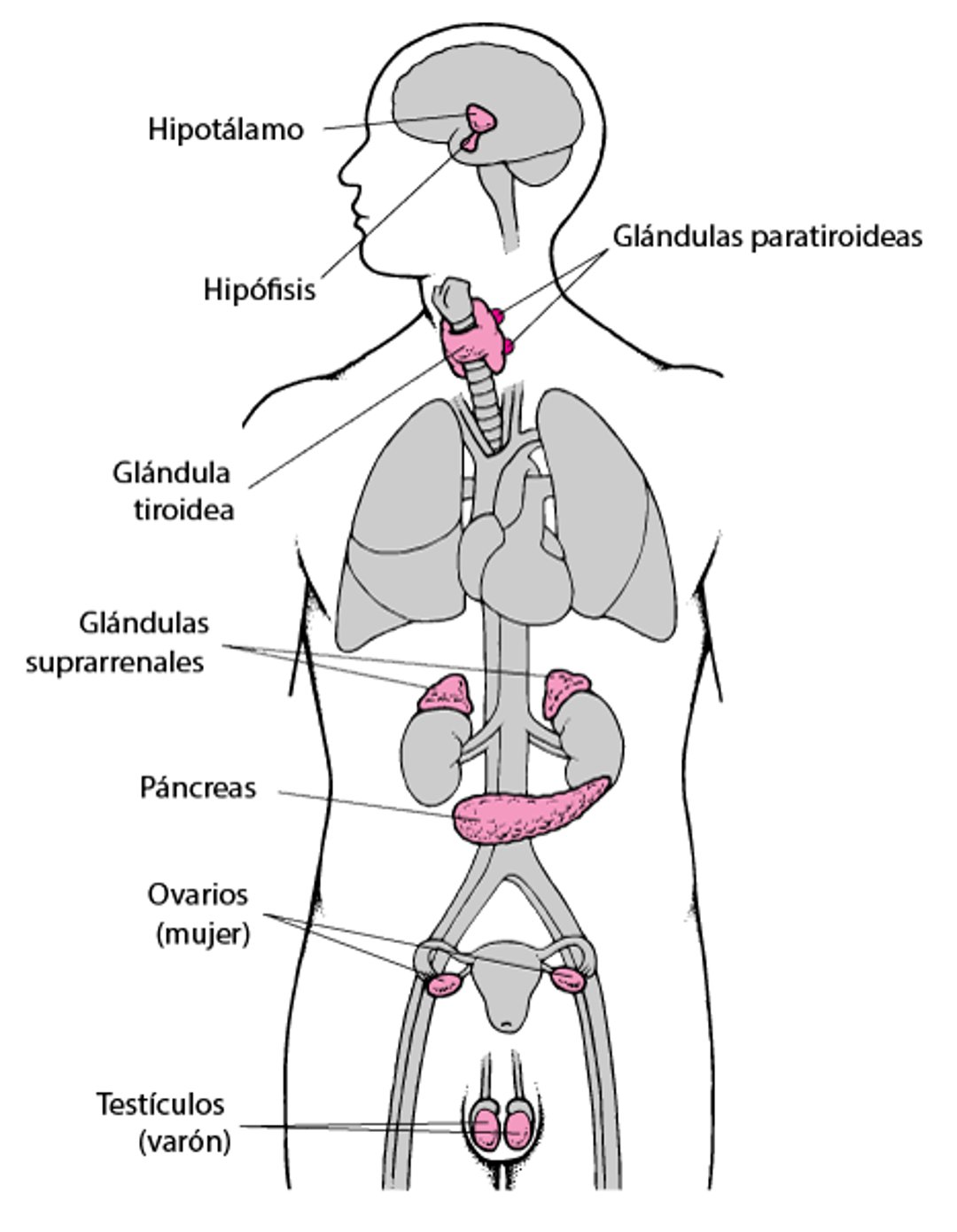 Glándulas endocrinas principales
