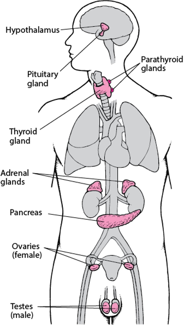 Principales glandes endocrines