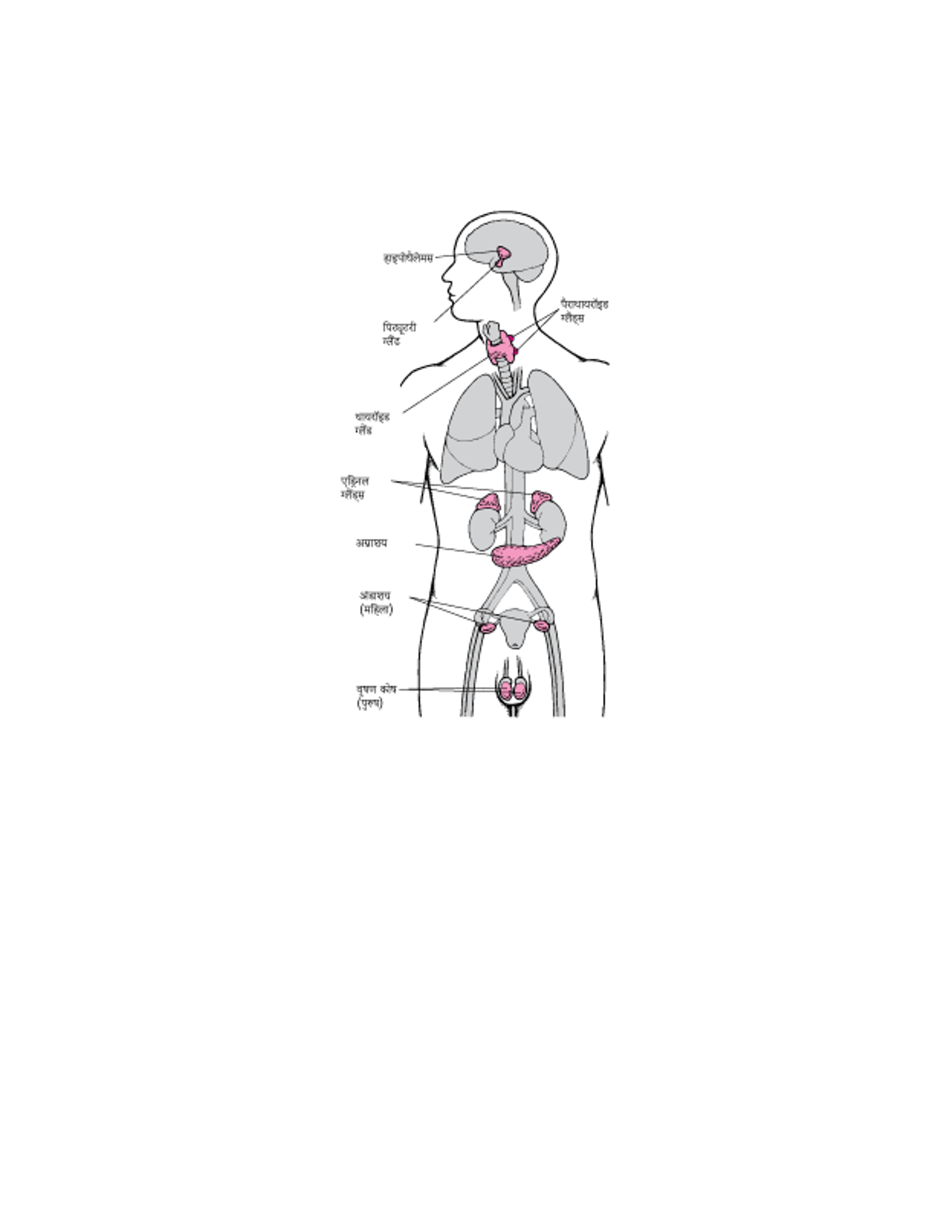 प्रमुख अंतःस्रावी ग्रंथियां