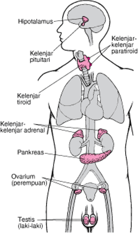 Kelenjar Endokrin Utama