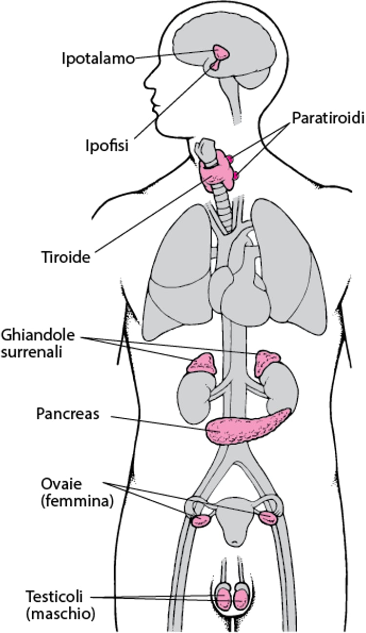 Principali ghiandole endocrine