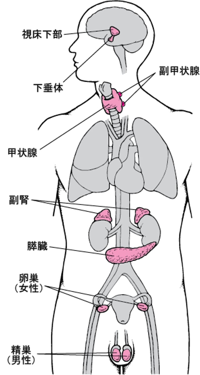 主な内分泌腺