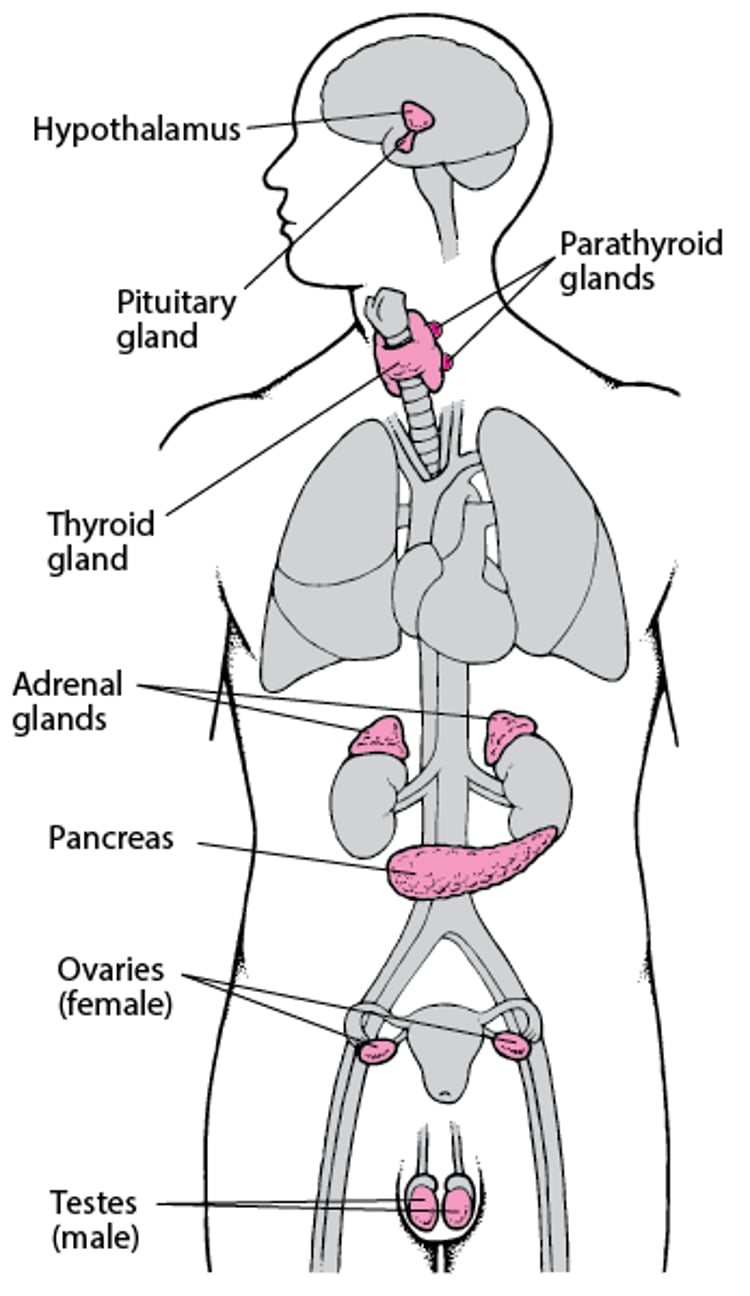 주요 내분비 샘