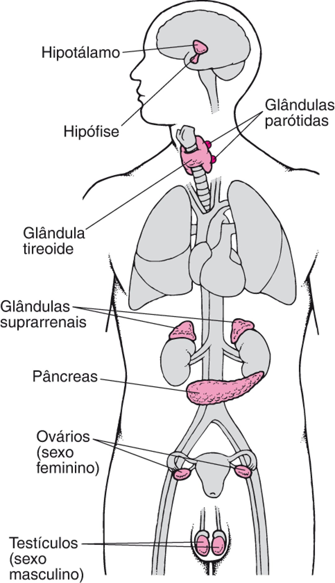 Principais glândulas endócrinas