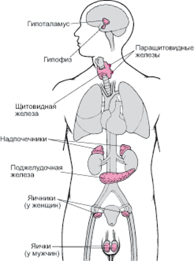 Основные эндокринные железы