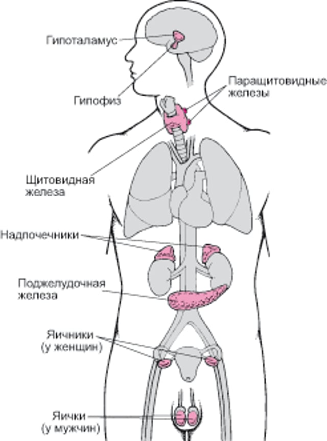 Основные эндокринные железы