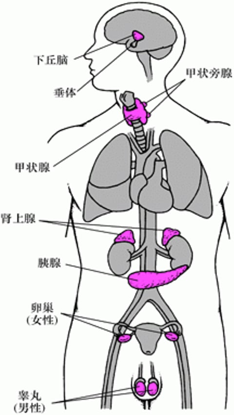 主要内分泌腺