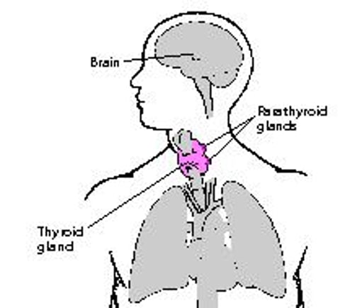 Les glandes parathyroïdes