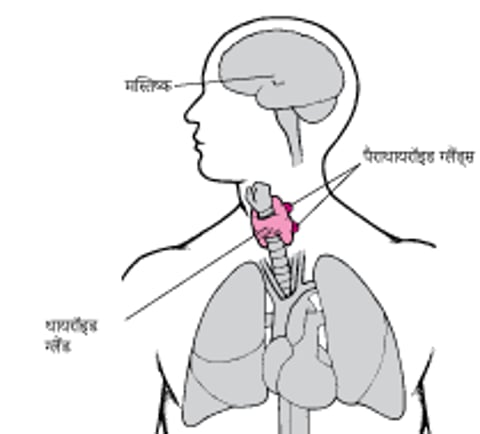 पैराथायरॉइड ग्रंथियां