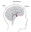 Locating the Pituitary Gland
