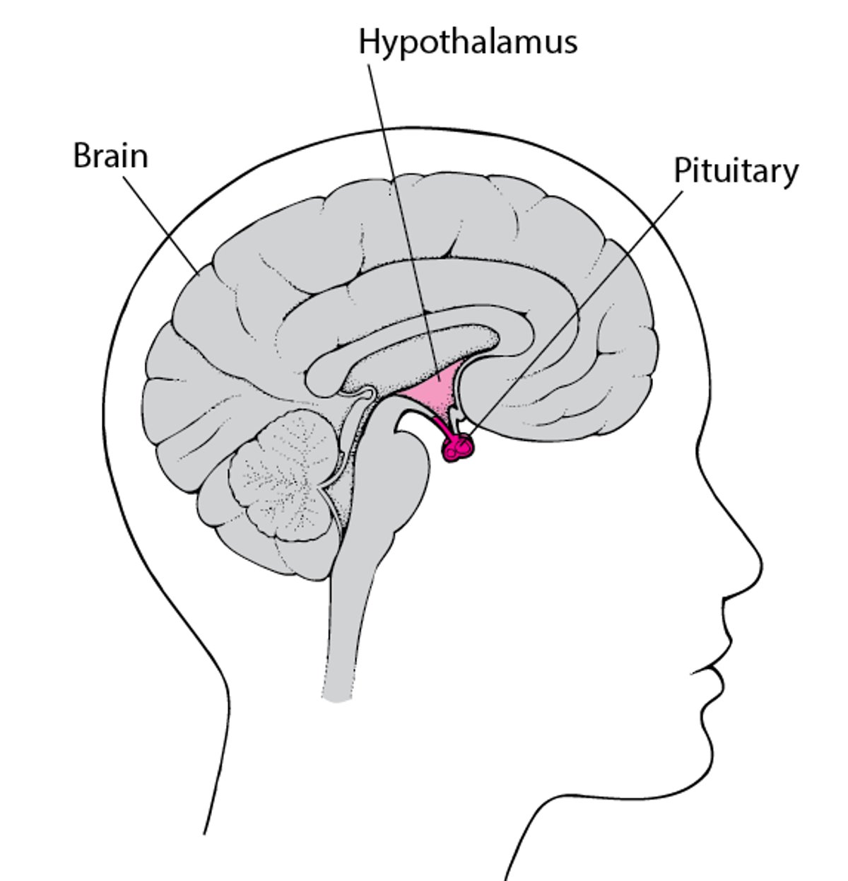 Locating the Pituitary Gland