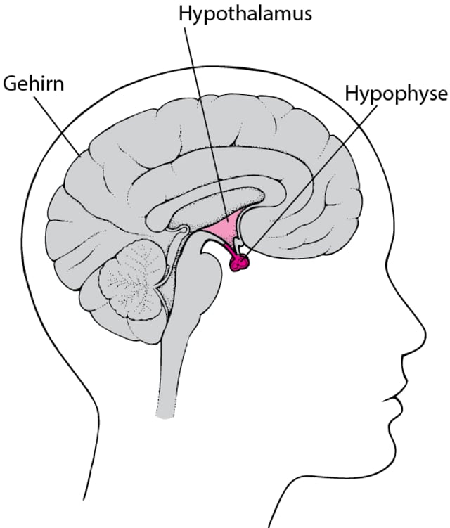 ImageLage der HypophyseMSD Manual Ausgabe für Patienten