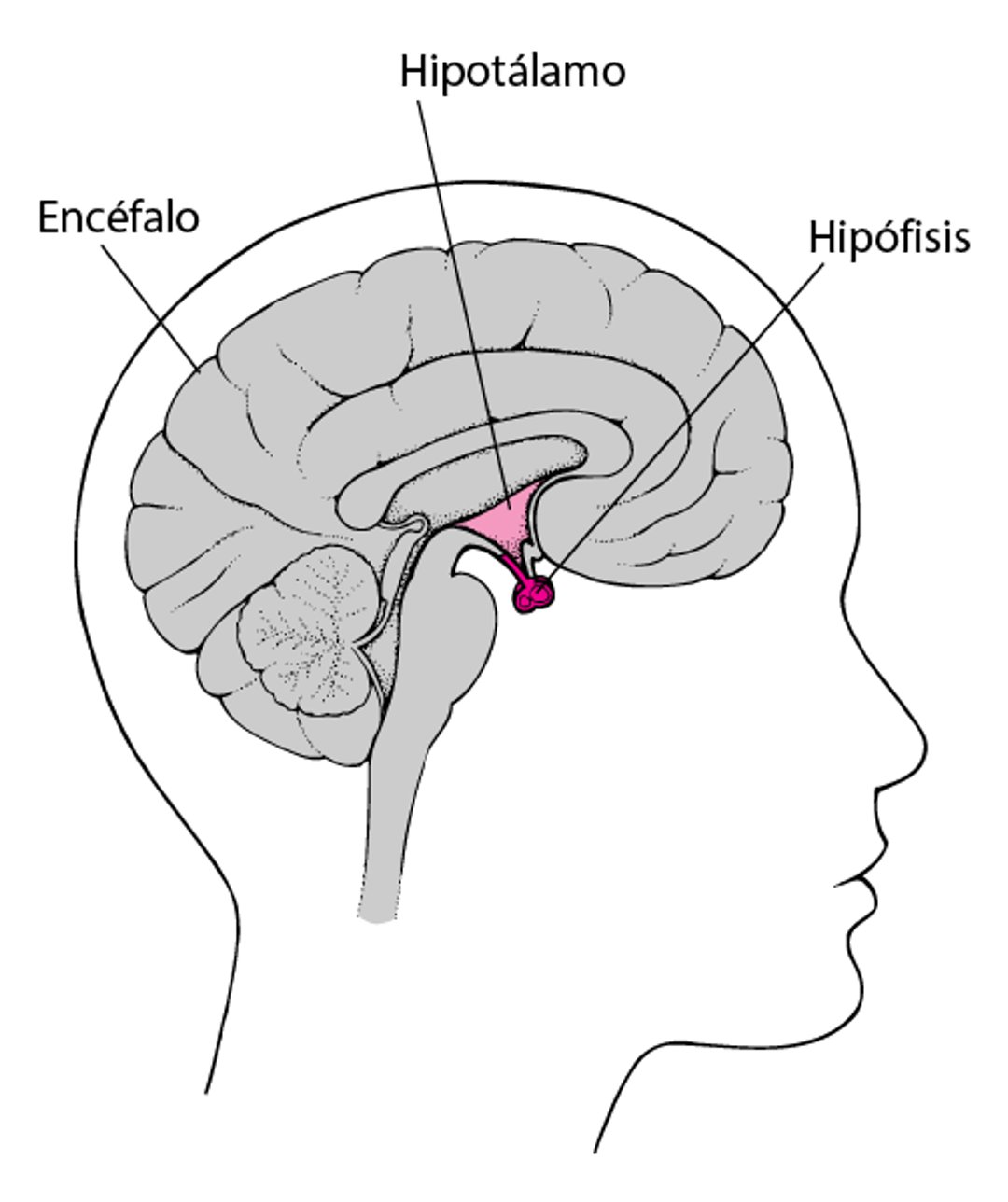 Ubicación de la hipófisis