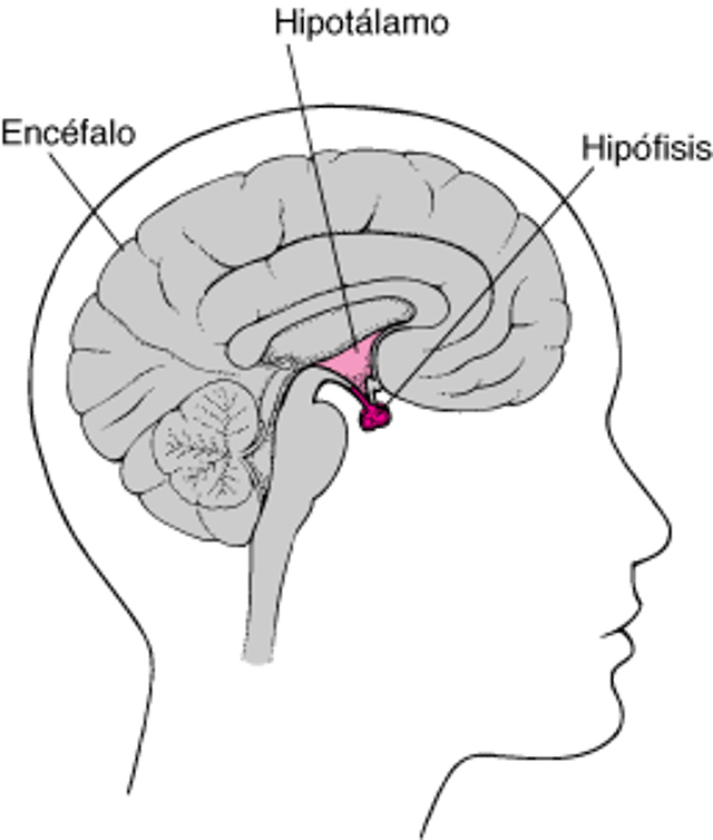 Ubicación de la hipófisis