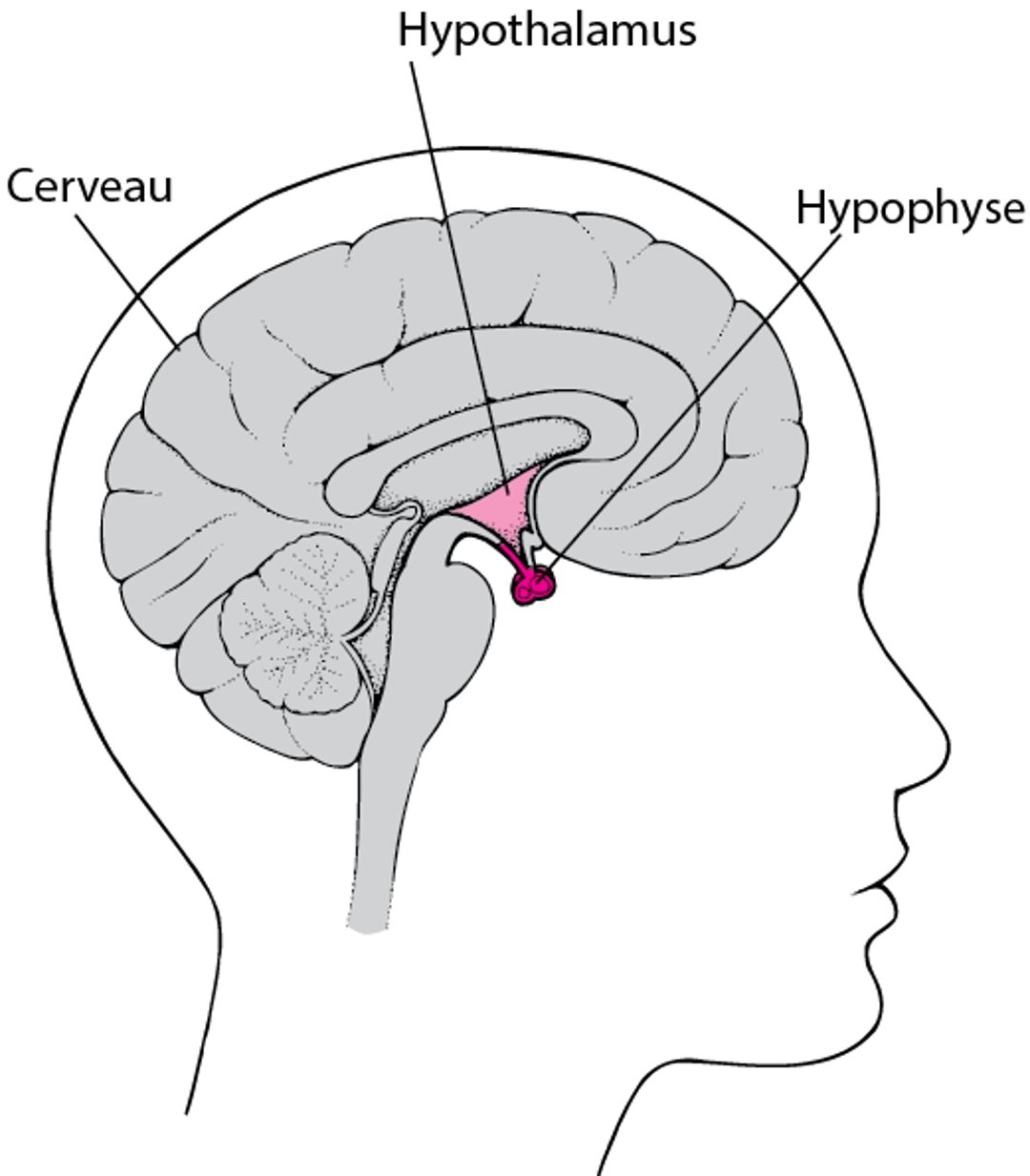 Localisation de l’hypophyse