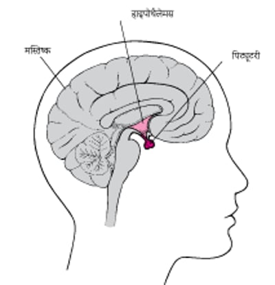 पिट्यूटरी ग्रंथि का पता लगाना